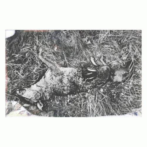 Crown Of Asteria : Feral Spirits